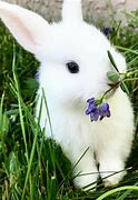 Image result for Funny Cute Baby Bunnies