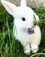 Image result for Wild Rabbit Baby Bunnies