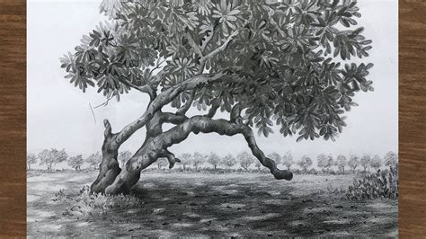 Tree Drawing Shading 的图像结果