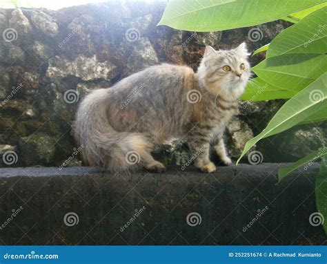A Cute Long-haired Persian Cat Posing on Top of a Building Stock Photo ...