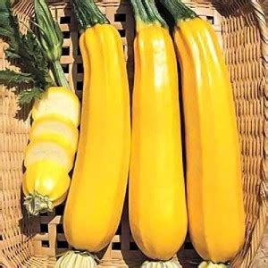 VibeX ® VMR-141 Zucchini Yellow Heirloom Seeds Seed Price in India ...