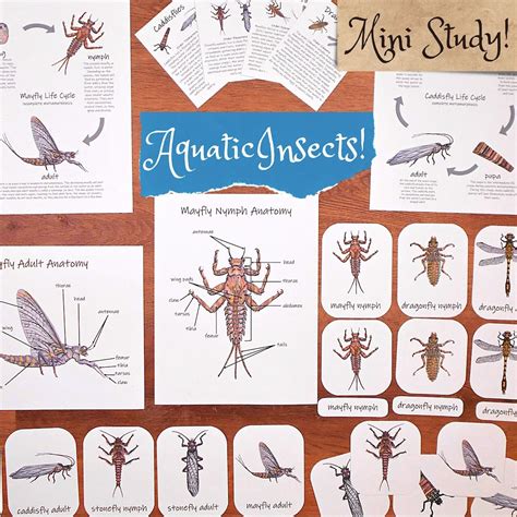 Mayfly Life Cycle