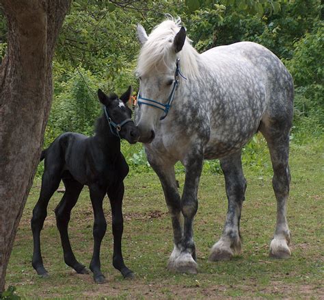 Horse Breeds Percheron