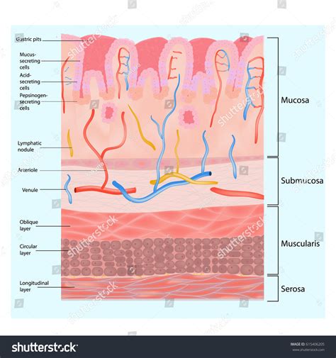 Layers Of Stomach