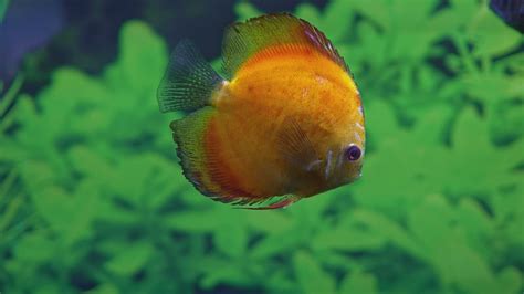 Catching Exotic Fish for Aquarium 的图像结果