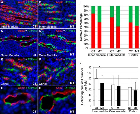 Figure 2 from Adam10 mediates the choice between principal cells and ...