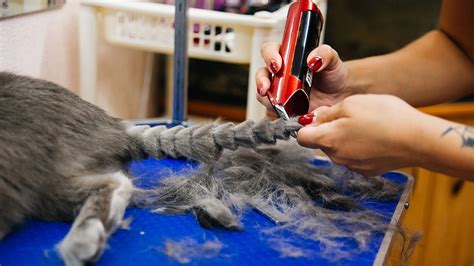 Cat Grooming Styles | Types of Cat Haircuts and Hairstyles ...