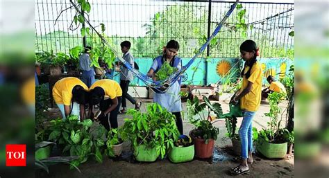 Terrace Garden: Civic School Students Create Soil-Free Terrace Garden ...