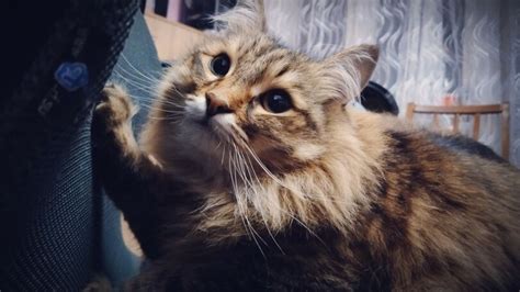 joyreactor cats :: cats - funny pictures and r34 on JoyReactor