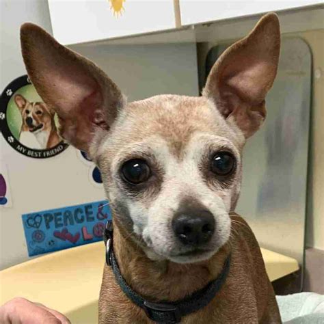 Dogs and Puppies - Humane Society of Wicomico County