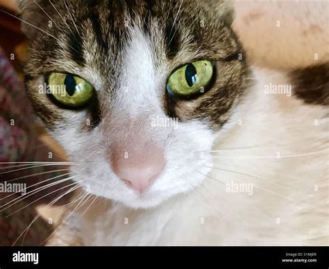 White Tabby Cat