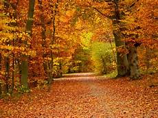 Beautiful Tree Images by 11 Photos Of The World S Most Beautiful Trees Reader S Beautiful Tree Images