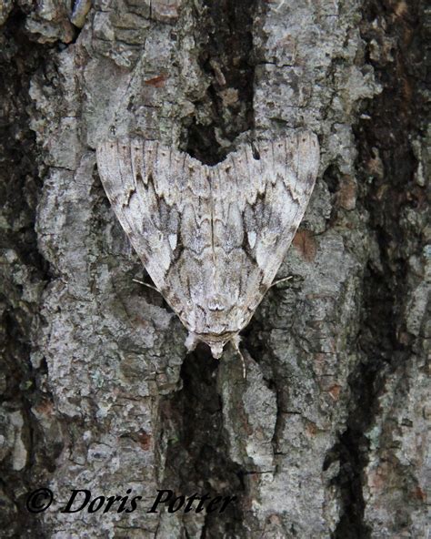 Underwing Moth Camo