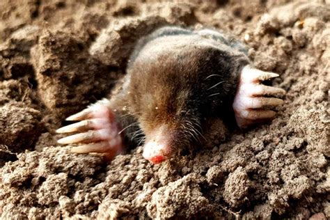 Image result for Mole Problem Solving