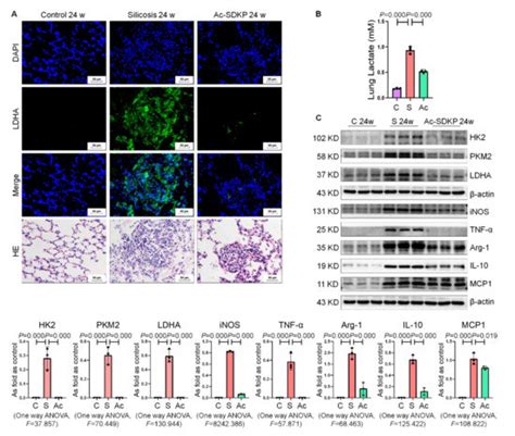 IJMS | Special Issue : Molecular Mechanisms of Major Inflammatory ...