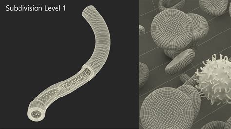 Human Cholesterol Artery Anatomy 3D | 3D Molier International
