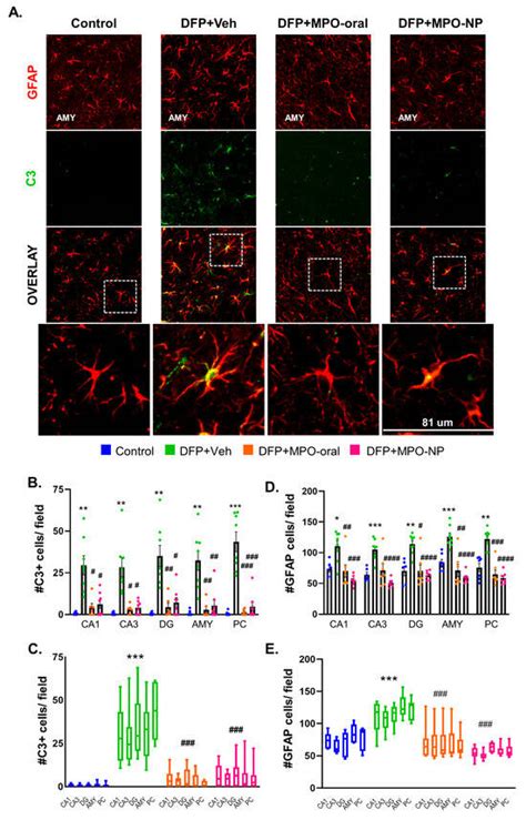 The NADPH Oxidase Inhibitor, Mitoapocynin, Mitigates DFP-Induced ...