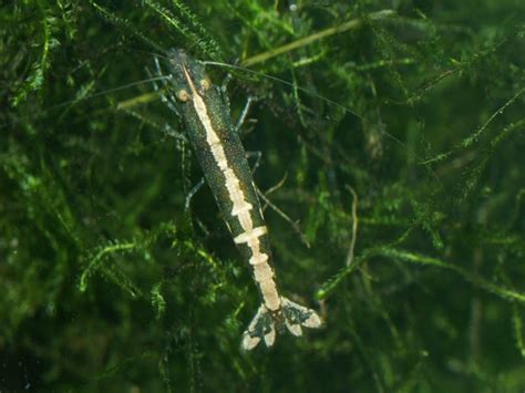 Caridina Shrimp – Best4Pets
