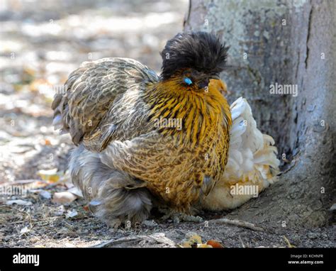 Partridge Silkies Frizzle Cross