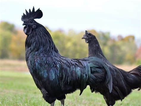 Rare Chicken Breeds