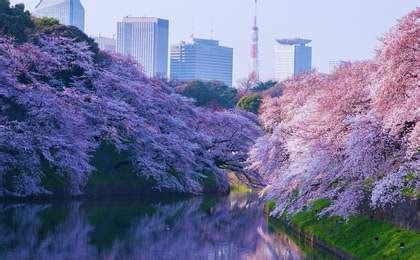 Ueno Park: Everything You Need Before Visiting