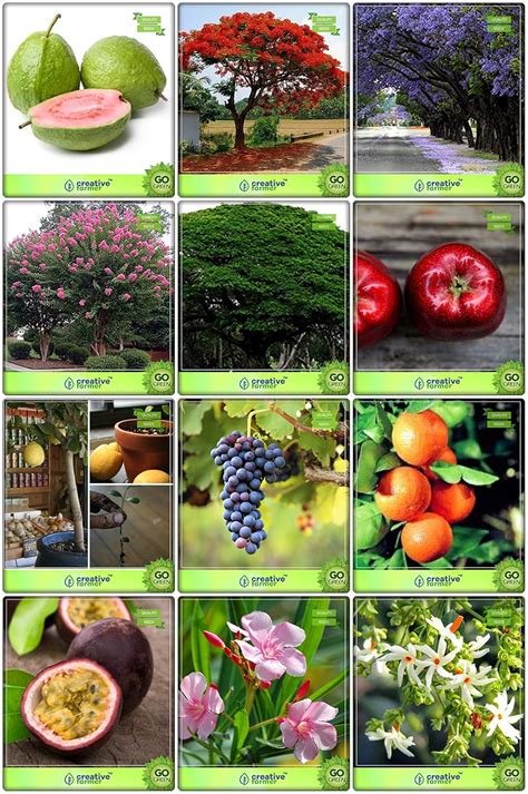 Creative Farmer Seeds For Gardening Combo Fruit & Tree Seeds ...