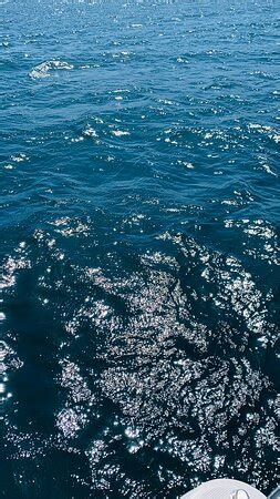 Sail Monterey - 2022 What to Know Before You Go (with Photos) - Tripadvisor