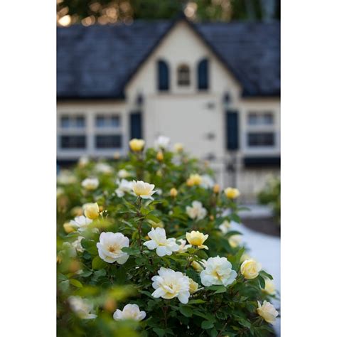 Lowe's 1.00-GAL ROSE SUNNY KO 71391 at Lowes.com