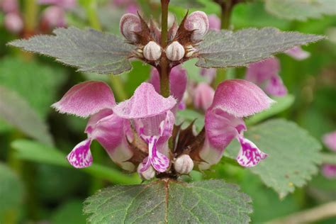 Lamium Maculatum Purple Dragon
