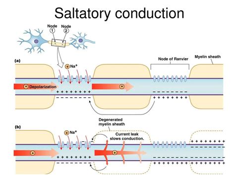 Saltatory Conduction Animation 的图像结果