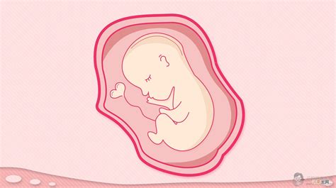 孕期140周胎兒發育全過程，包括懷孕每月所需營養