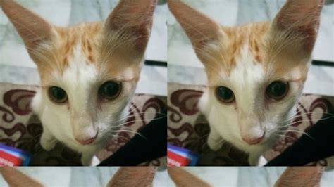 Petition · Rat poisons without antidotes should be banned in India ...