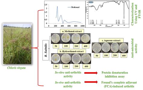 Characterization of the bioactive components of Chloris virgata Sw. and ...