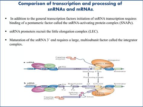Small nuclear rna | PPTX