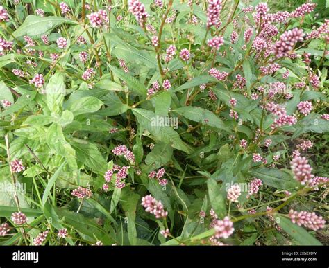 spotted lady's thumb (Persicaria maculosa) Plantae Stock Photo - Alamy