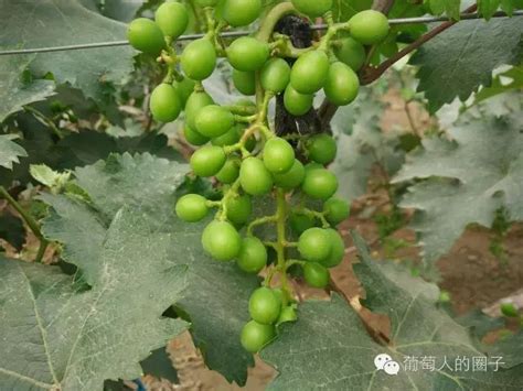 （专业）葡萄全年施肥方案