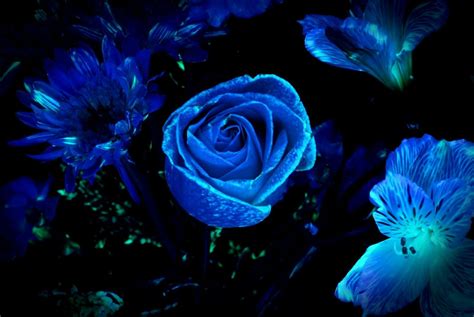 Pin by Addie on blue, green and black #274 | Dark blue flowers, Blue ...