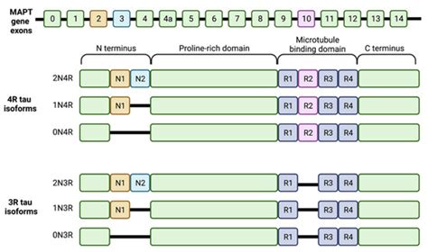 Tau as a Biomarker of Neurodegeneration