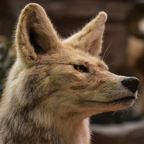 Exploring State Animals: Discover Fascinating State Mammal Facts – 50states