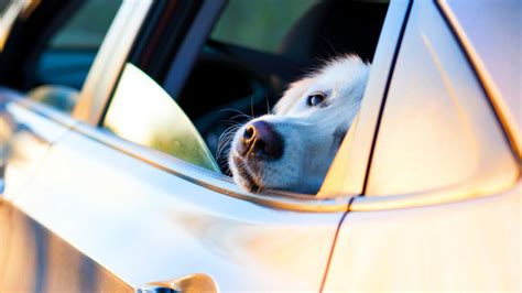 Dog Car Anxiety - How To Fix It - AnxiousCanine.com