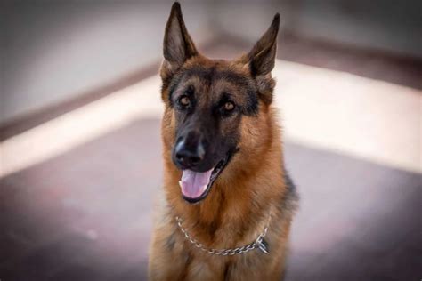 German Shepherds' Average Weight 6 Factors That Affect German Shepherds ...