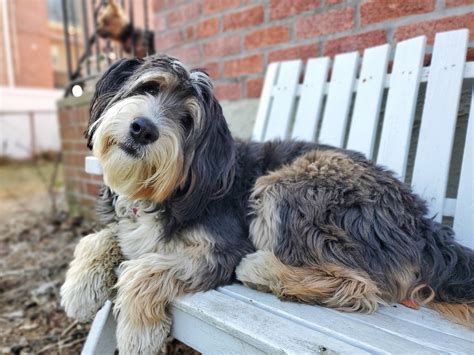 Mini Bernedoodles — Ranch House Bernedoodles