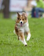 Image result for Collie Spring Photos