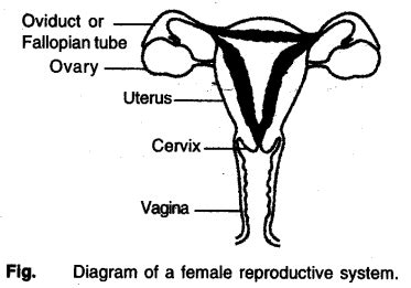Notes Class 10 Science Chapter 7 How do Organisms Reproduce