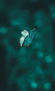 butterfly poster & Titli POSTERS, Dragonfly Poster, Insects Poster ...