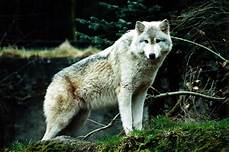 Wolf Wallpaper Blue by White Wolf Wallpapers Wallpaper Cave Wolf Wallpaper Blue