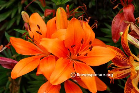 Lily or Alstroemeria flower varieties