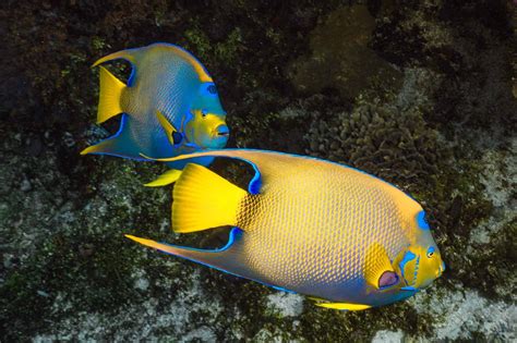 27 Most Popular Types of Saltwater Angelfish