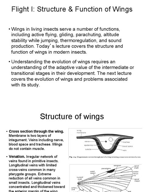 Flight Structures in Insects 的图像结果