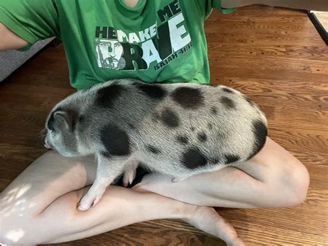 Full Grown Mini Pigs